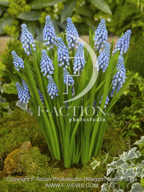 botanic stock photo Muscari