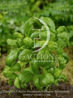 botanic stock photo Ocimum