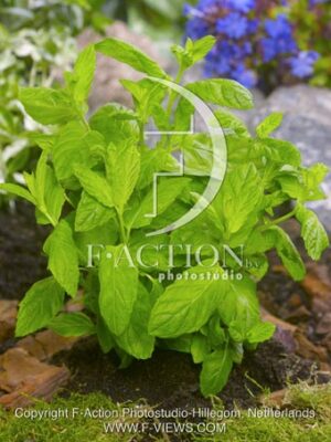 botanic stock photo Mentha