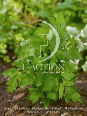 botanic stock photo Petroselinum