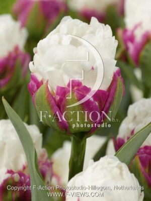 botanic stock photo Tulipa