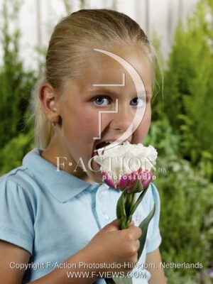 botanic stock photo Tulipa