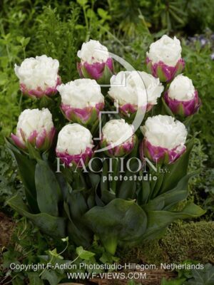 botanic stock photo Tulipa