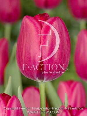 botanic stock photo Tulipa