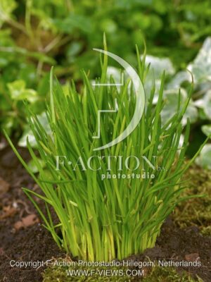 botanic stock photo Allium