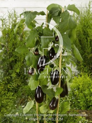 botanic stock photo Solanum