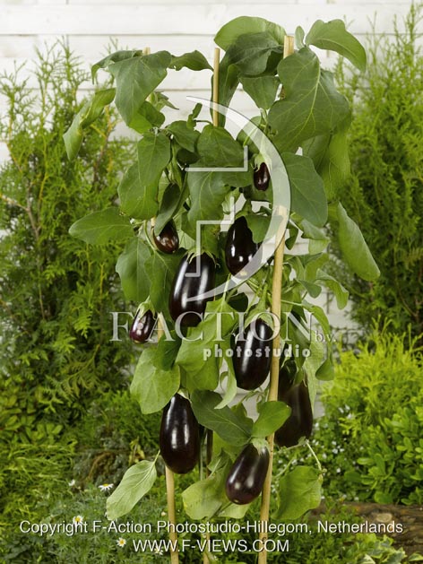 botanic stock photo Solanum