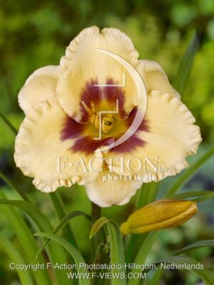 botanic stock photo Hemerocallis