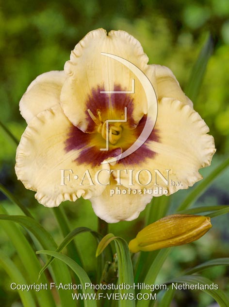 botanic stock photo Hemerocallis