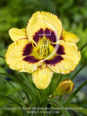 botanic stock photo Hemerocallis