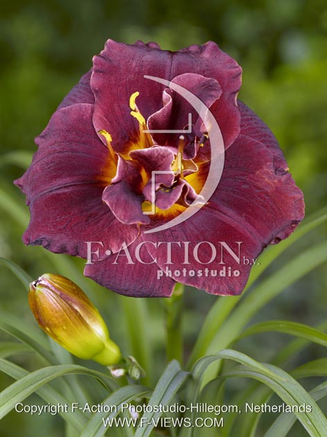 botanic stock photo Hemerocallis