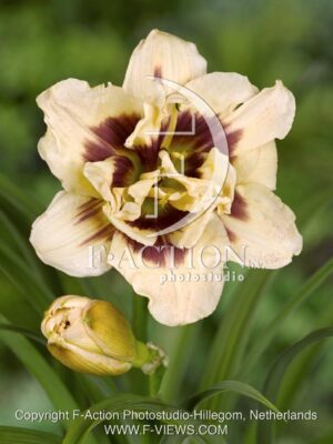 botanic stock photo Hemerocallis