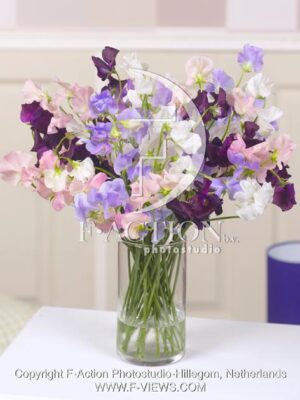 botanic stock photo Lathyrus