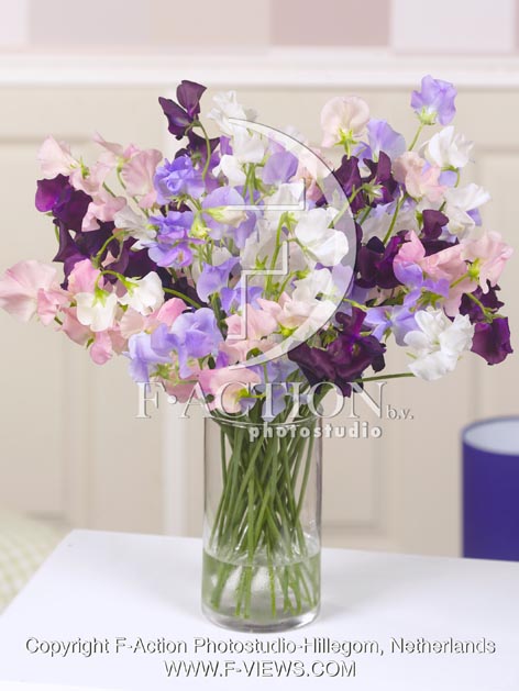 botanic stock photo Lathyrus
