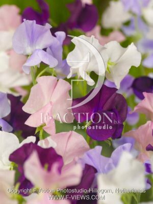 botanic stock photo Lathyrus