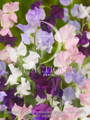 botanic stock photo Lathyrus
