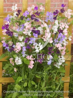 botanic stock photo Lathyrus