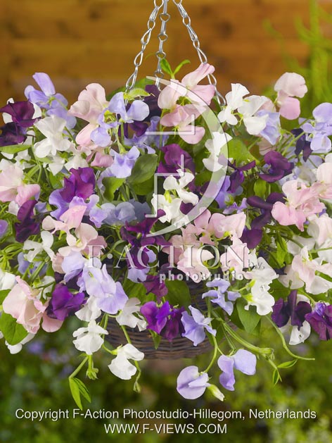 botanic stock photo Lathyrus