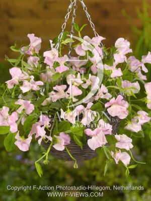 botanic stock photo Lathyrus