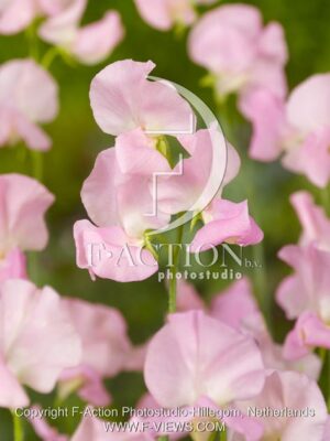 botanic stock photo Lathyrus