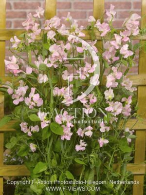 botanic stock photo Lathyrus
