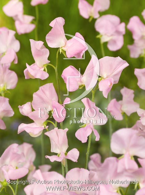 botanic stock photo Lathyrus
