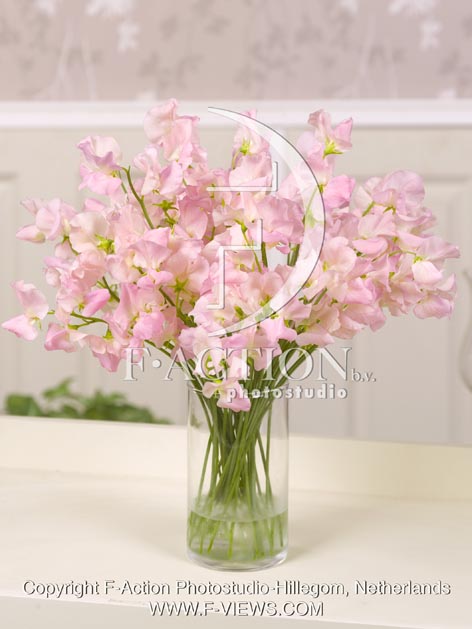 botanic stock photo Lathyrus