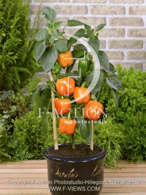 botanic stock photo Capsicum