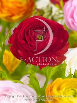 botanic stock photo Ranunculus