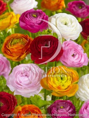 botanic stock photo Ranunculus