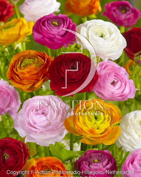 botanic stock photo Ranunculus