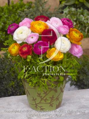 botanic stock photo Ranunculus
