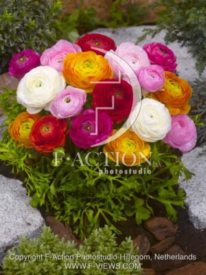 botanic stock photo Ranunculus
