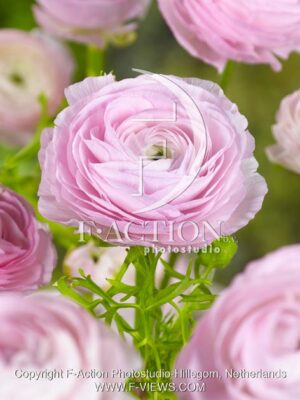 botanic stock photo Ranunculus