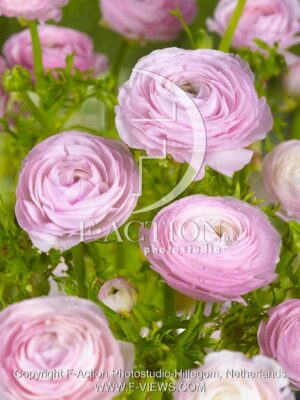 botanic stock photo Ranunculus