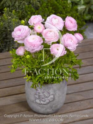 botanic stock photo Ranunculus