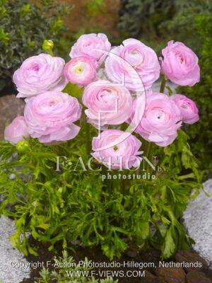 botanic stock photo Ranunculus