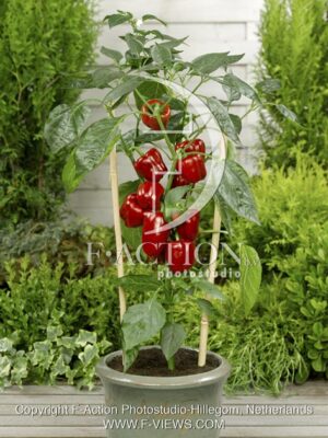 botanic stock photo Capsicum