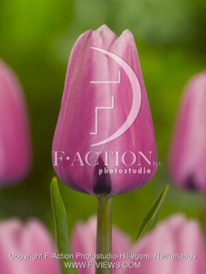 botanic stock photo Tulipa