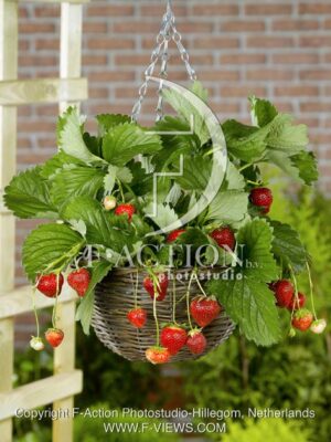 botanic stock photo Fragaria