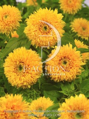 botanic stock photo Helianthus