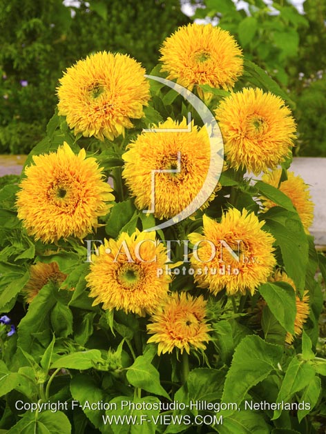 botanic stock photo Helianthus