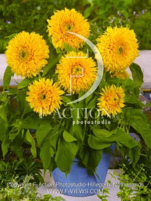 botanic stock photo Helianthus