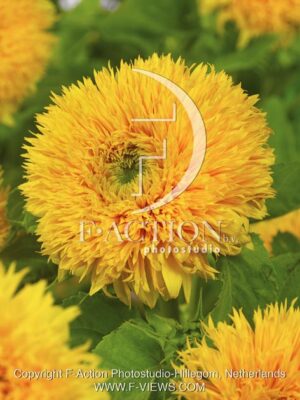 botanic stock photo Helianthus