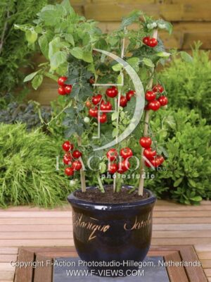 botanic stock photo Solanum