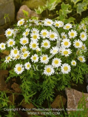 botanic stock photo Chrysanthemum