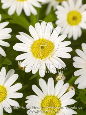 botanic stock photo Chrysanthemum