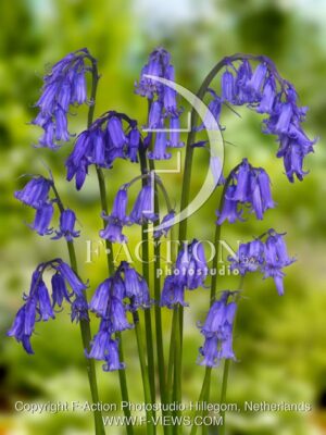 botanic stock photo Scilla