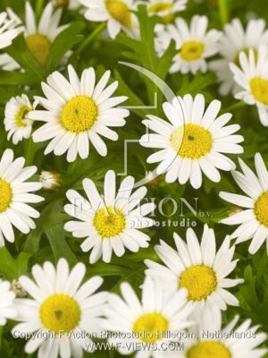 botanic stock photo Chrysanthemum