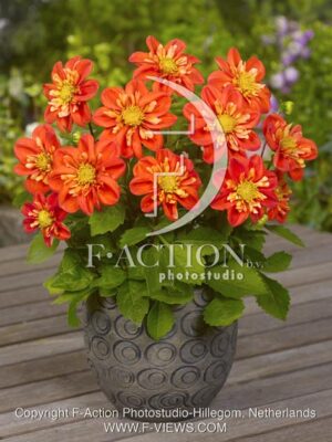 botanic stock photo Dahlia